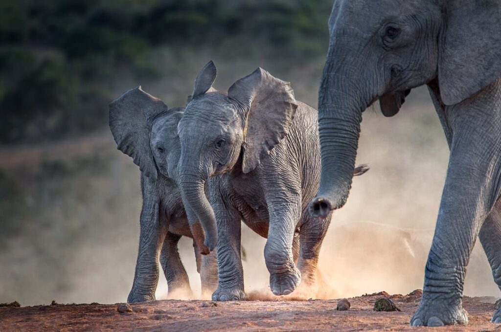Young african elephants racing toward the water.