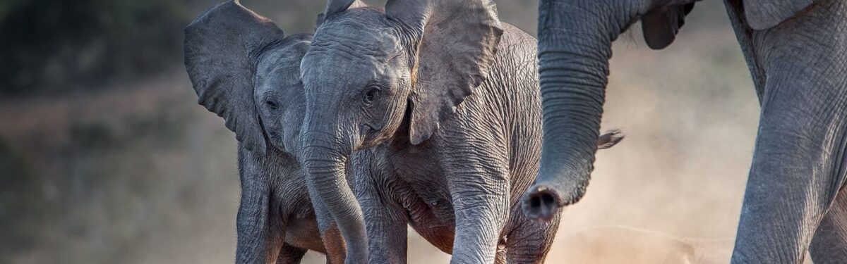 Young african elephants racing toward the water.