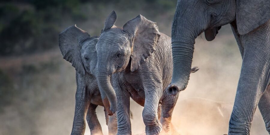 Young african elephants racing toward the water.